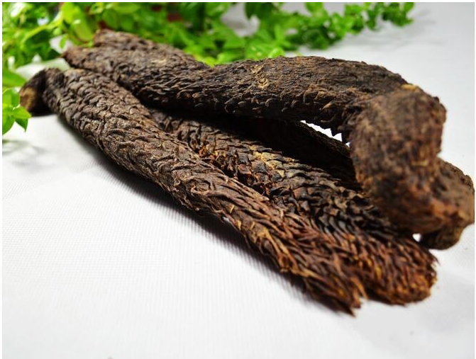 药食同源物质的新篇章——肉苁蓉